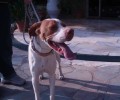 Έχασε τον σκύλο στο Ζάππειο στην Αθήνα
